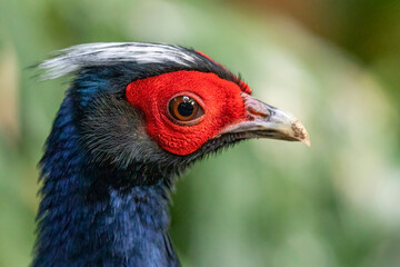 Edward's Pheasant from Vietnam, Extinct in the wild