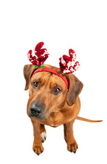 Christmas dog Rhodesian ridgeback dog in funny Santa reindeer antlers isolated on white background