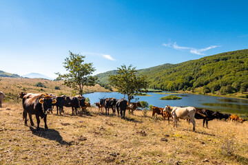 View of Biviere lake and grazing cows, Nebrodi National Park, Sicily, Italy