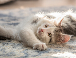 9 weeks old Maine Coon Cat kitten asleep on carpet floor
