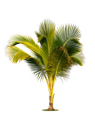 Young coconut tree , Coconut palm tree seedling isolate on white   background.