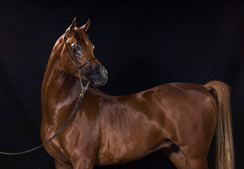 Arabian Horse stallion poses on black background

