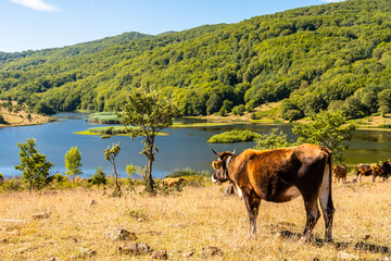 View of Biviere lake and grazing cows, Nebrodi National Park, Sicily, Italy