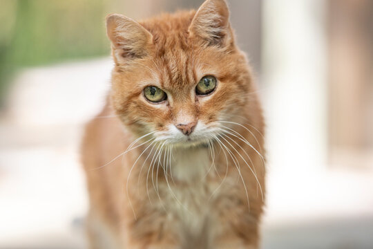 Senior aged orange tabby cat male.