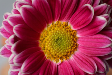 Beautiful blooming chrysanthemum flower on grey background, closeup