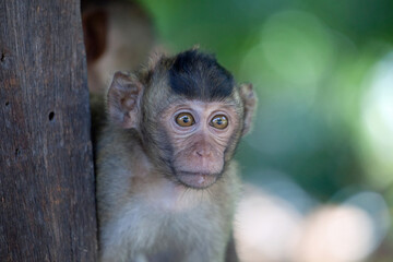 可愛いサル