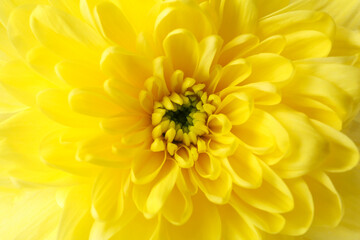Beautiful yellow chrysanthemum flower as background, closeup