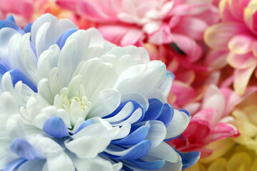 Beautiful blooming chrysanthemum flowers as background, closeup