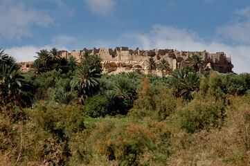 Fototapeta premium Palm grove of tafilalet in morocco