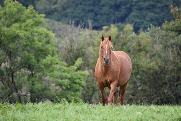 Fototapeta premium Chestnut Pony