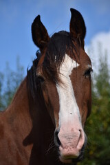 Obraz premium Bay Horse with a blaze