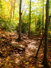 autumn in the forest