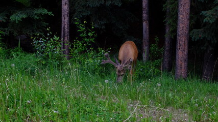 deer in the woods