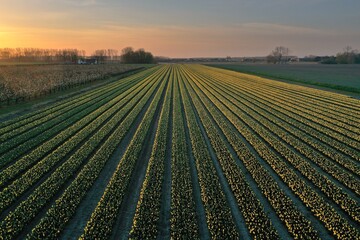tulips field at sunset