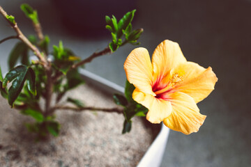 close-up of yellow cuban hibiscus flowerin pot indoor by the window light © faithie