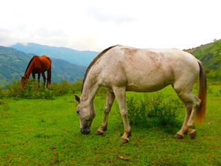 Fototapeta premium caballo. horse