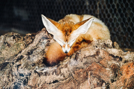 fennec fox sleep