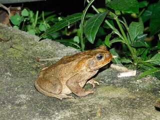 sapo