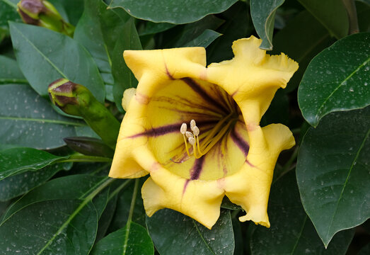 Flower of exotic liana Solandra (Solandra grandiflora)