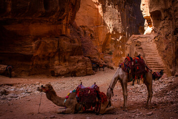 Camels near the Treasury at Petra, Jordan.
