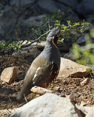 California Quail at Point Reyes National Seashore, California