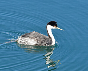 Western Grebe in Santa Barbara Harbor, California