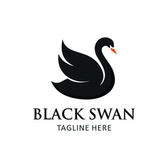 black swan on white