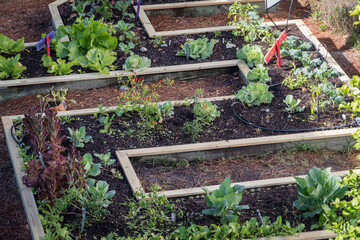 Urban community vegetable garden in raised planter beds. 
