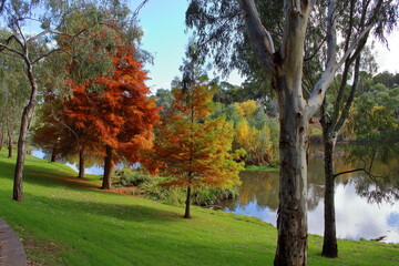 autumn park in the Adelaide Botanic Garden