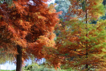 Obraz na płótnie Canvas autumn park in the Adelaide Botanic Garden