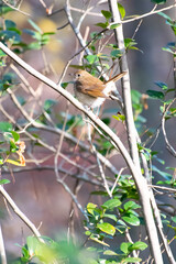 hermit thrush