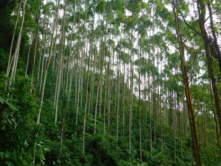 arbol