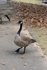 Canada Goose