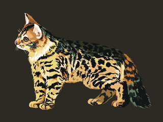 Drawing casmire bengal cats, art.illustration, beautiful pet, 