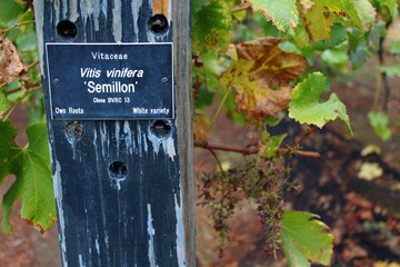 vineyard in autumn