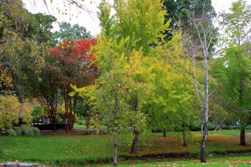 autumn in the Adelaide Botanic Garden