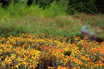 Obraz premium field of yellow flowers in Australia