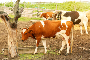 Funny cow eating grass at farm