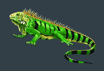 Green iguana, beautiful, art.illustration, vector
