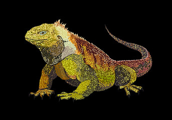 Galapagos land iguana, exotic, large, stout iguana, reptilian, vector