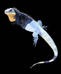 Black chested spiny tailed iguana, beautiful pet, rare, protected animals, reptilian, prickly tail, vector