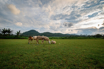 goats /sheep in the field eating grass mountains background
