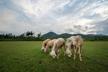 goats /sheep in the field eating grass mountains background