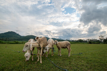 Fototapeta premium goats /sheep in the field eating grass mountains background