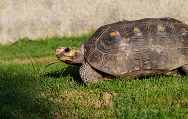 beautiful turtle sunbathing in the garden