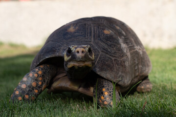 beautiful happy turtle in a garden