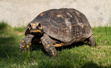 precious turtle rescued from captivity demonstrates healthy recovery