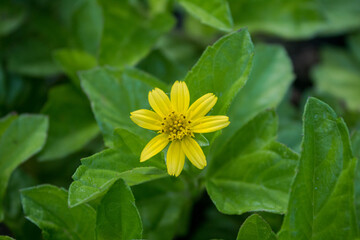 beautiful garden flowers