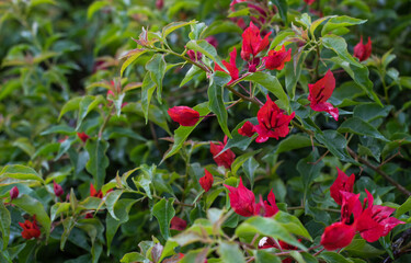 Obraz premium beautiful garden flowers