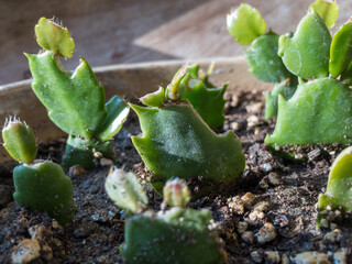schlumbergera Holiday cactus small plants